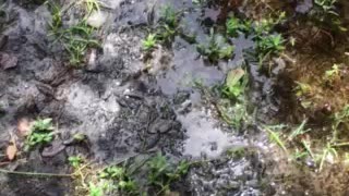 Baby alligator in a rain puddle