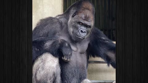 Japanese People Are Going Crazy Over Shabani, The Ridiculously Handsome Gorilla!