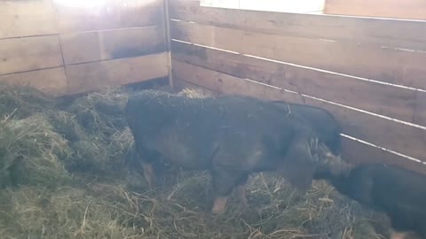 Boar Comes Home, Meets Gilts