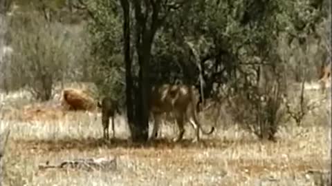 A Lioness Adopts a baby antelope. A short documentary that will open your eyes