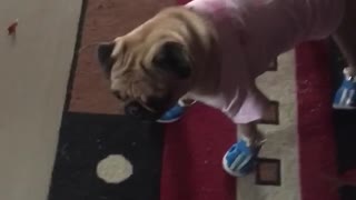 Pug wearing blue boots and pink shirt running around