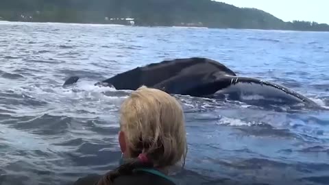 Whale Protects Diver From Shark | The Dodo