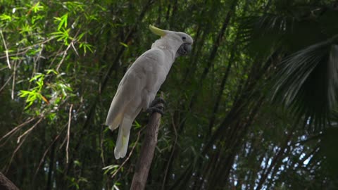 A white parrot standing on a tree branch