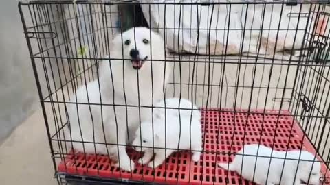 Cute dog in the cage