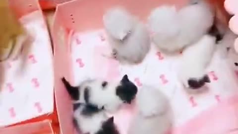 Cute cattens ...