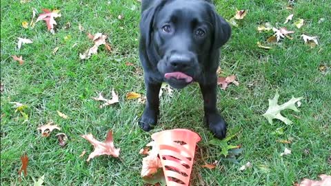 Bran and the cone