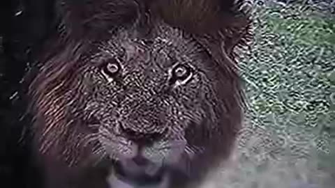 Animals 🦍 A Hyena Nightmare ⚔️ #foryoupage #foryou #animal #lion #tiger #fy