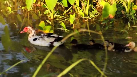 Duck Family Graciously Swimming