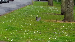 Urban grey squirrel