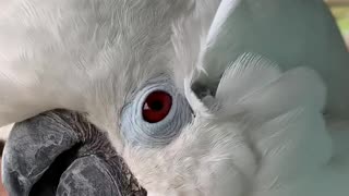 Cockatoo shows owner where to scratch.