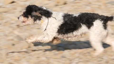 A Cute Cockapoo Puppy Running Across A Rocky Beach To His Family