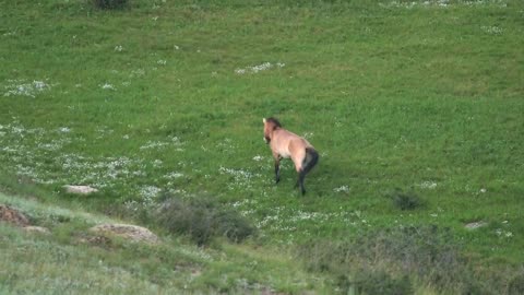 After giving the horse back its misplaced foal, the guy witnessed an amazing event!