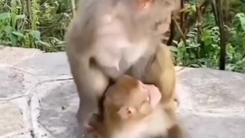 Adult Monkey sexual wrd