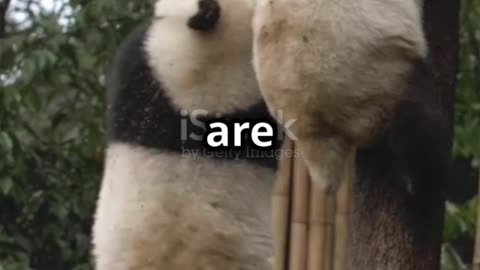 Did You Know That Pandas Can