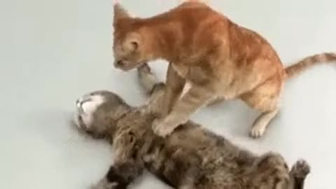 Funny Cats/Cat saving from heart attack