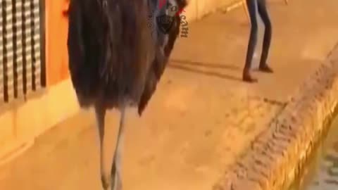 Angry Ostrich chasing man funny video