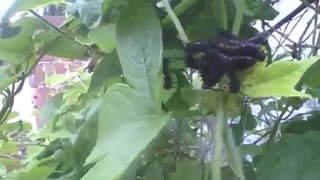 Black caterpillars on passion fruit leaves near the forest [Nature & Animals]