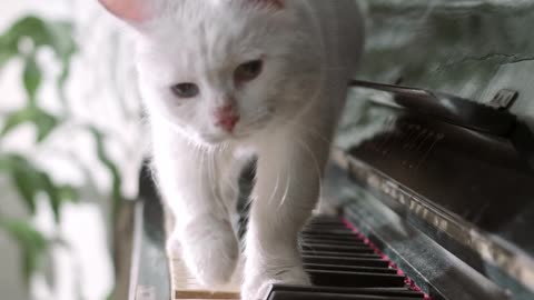 Funny cat walks on piano