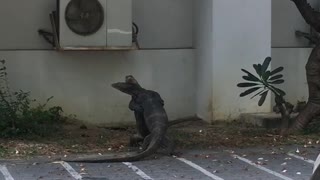 Monitor Lizards Hug it Out