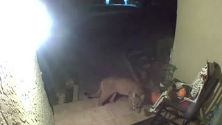 Puma Caught on Camera Investigating Porch