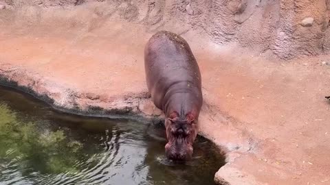 Why Hippopotamus Jumps in to water ?