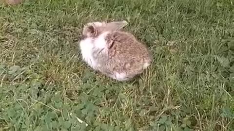 cute rabbit