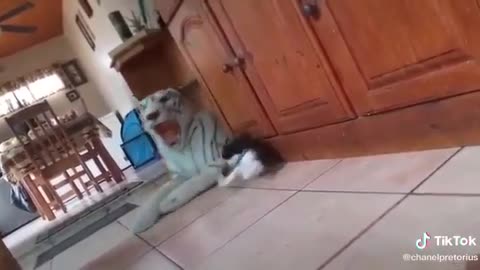 - Cat almost had a heart attack with fright_Hilarious Cat Memes - 48 -😹