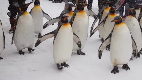 Amazing Penguins Village - AnimalHero