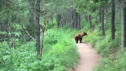 Bear in Glacier: Too Close For Comfort!