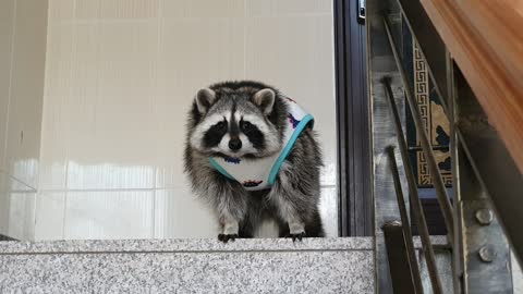 Raccoon looks out in the morning in his pajamas.