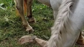Horse gets full, leaves buddy behind