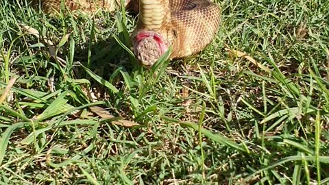 It's yuk but have you watched a Snake poop?