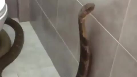 The snake got into the toilet