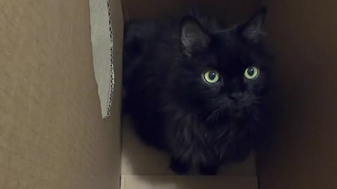 Crazed kitty in empty box makes hilariously weird sounds