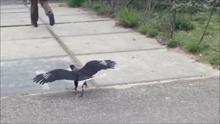 Adorable Falcon Runs After Caretaker Like A Puppy