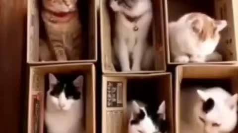 Cuties 😁😊😊The best cats videos!.