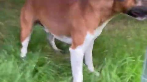 Dog Trying To Get Rid of His Itchy Nose Scratching It Against Grass