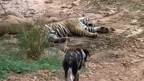 Tiger killed Dog
