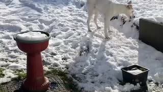Puppie goes crazy in the snow