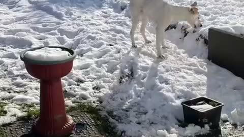 Puppie goes crazy in the snow