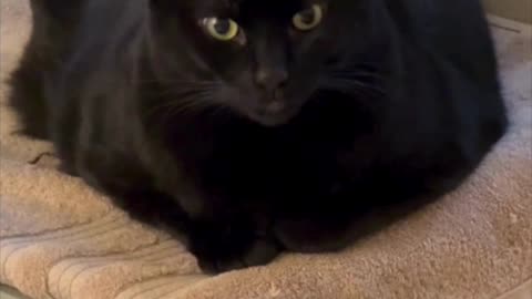 Adopting a Cat from a Shelter Vlog - Cute Precious Piper is a Cuddly File Loaf #shorts