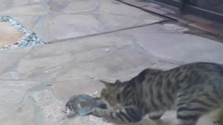 Adorable Kitten's cought her first Pigeon as her prey!