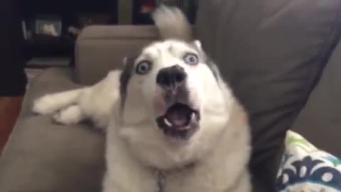 Jealous Husky Is Desperate For Owner's Attention