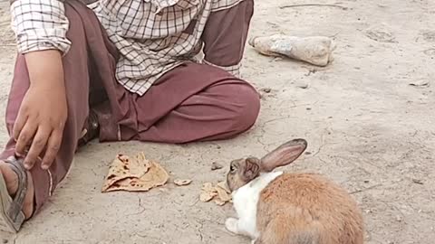 Rabbits Babies Here 🐇 Pehli Bar Baher Aey 2022 #rabbit #shorts #viral Khargosh