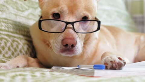 Labrador wearing glasses is so cute