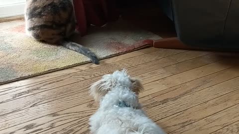 Puppy can't control herself around cat's tempting tail