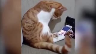 Emotional Cat Cuddles With Phone After Watching Dead Owner On Screen