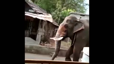 Elephant Attach