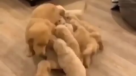 Puppy's chasing thare mom to feed milk