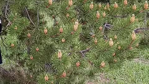 Pollen in the Pines